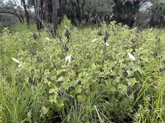Hibiscus grandiflorus