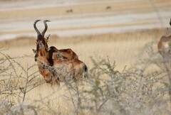 Alcelaphus buselaphus caama