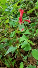 Crusea coccinea
