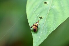 Nemophora ahenea