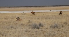 Alcelaphus buselaphus caama