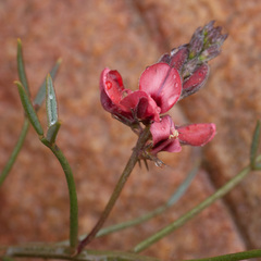 Indigofera heterophylla