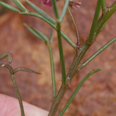 Indigofera heterophylla