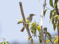 Vireo chivi