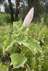 Hibiscus grandiflorus