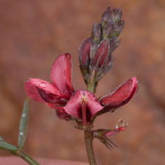 Indigofera heterophylla