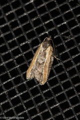 Acleris variana