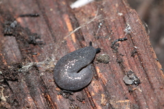 Pallifera pilsbryi