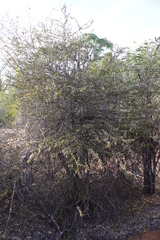 Diospyros latispathulata image