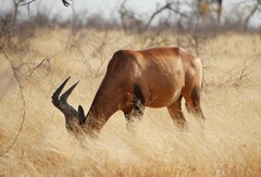 Alcelaphus buselaphus caama