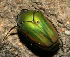 Cotinis mutabilis