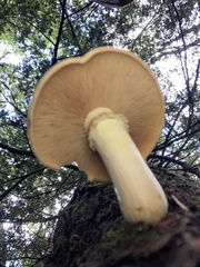 Gymnopilus luteus
