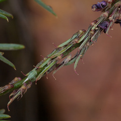 Indigofera heterophylla