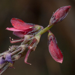 Indigofera heterophylla