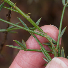 Indigofera heterophylla