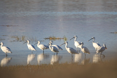 Platalea leucorodia