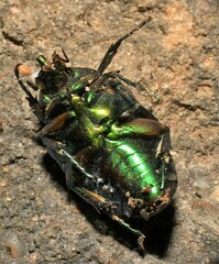 Cotinis mutabilis