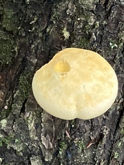 Gymnopilus luteus