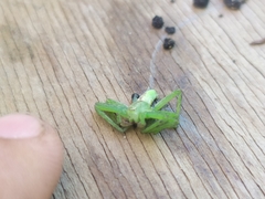 Micrommata virescens