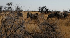Equus quagga burchellii