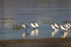 Platalea leucorodia