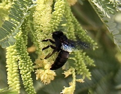 Xylocopa sulcatipes