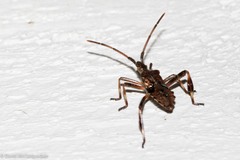 Leptoglossus occidentalis