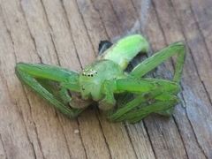 Micrommata virescens