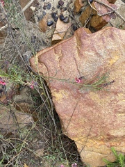 Indigofera heterophylla