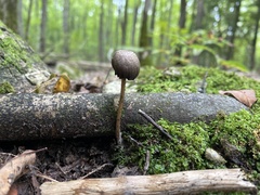 Parasola conopilea