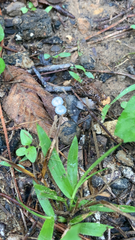 Tetrapyrgos nigripes