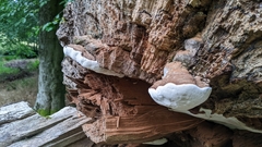 Ganoderma australe