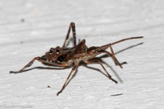 Leptoglossus occidentalis