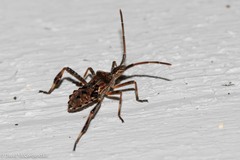 Leptoglossus occidentalis