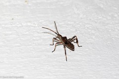 Leptoglossus occidentalis
