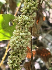 Cuscuta compacta