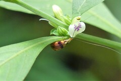 Nemophora ahenea