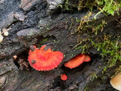 Crepidotus cinnabarinus