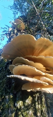 Laetiporus