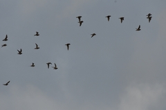 Charadrius morinellus