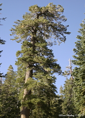 Pinus monticola