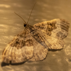 Epirrhoe alternata