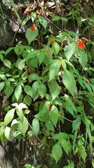 Achimenes heterophylla