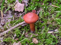 Cortinarius hesleri