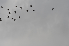 Charadrius morinellus