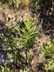 Lobostemon fruticosus