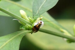 Nemophora ahenea
