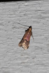 Eulogia ochrifrontella