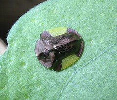 Cyrtonota lateralis
