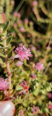 Diastella divaricata divaricata